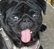 Piden ayuda para recuperar a Gordo, pug sustraído de su hogar en Minatitlán 