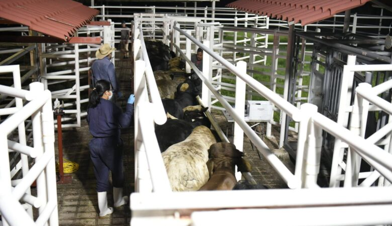 Sí afecta a productores de ganado del sur de Veracruz, suspensión temporal de traslado de reses hacia Nuevo León por caso de Gusano Barrenador de Ganado