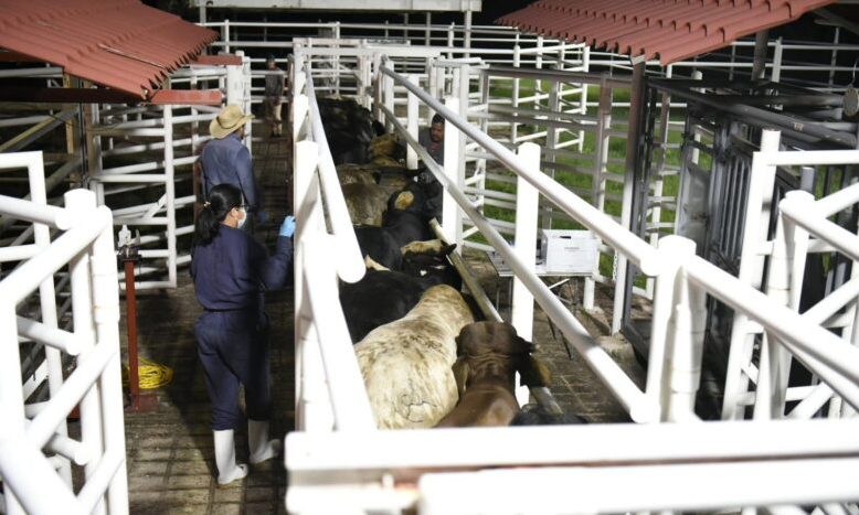 Sí afecta a productores de ganado del sur de Veracruz, suspensión temporal de traslado de reses hacia Nuevo León por caso de Gusano Barrenador de Ganado