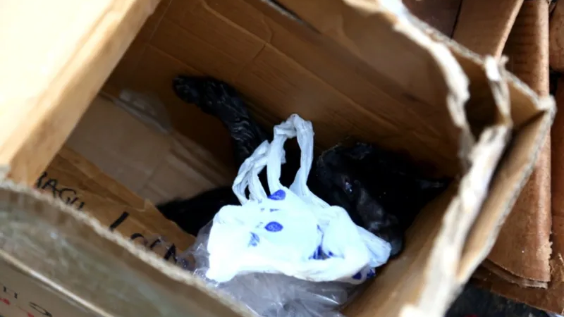 Indigna envenenamiento masivo de gatos en Mercado de Coatzacoalcos