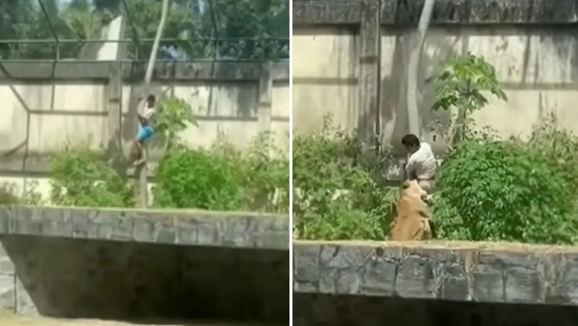Joven es devorado tras brincar a la zona de leones en un zoológico