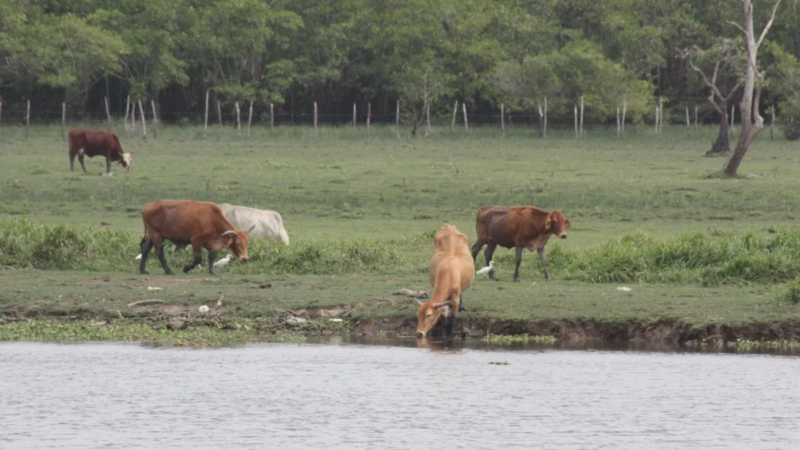 Ganadería en Coatzacoalcos registra aumento pese a retos sanitarios y climáticos