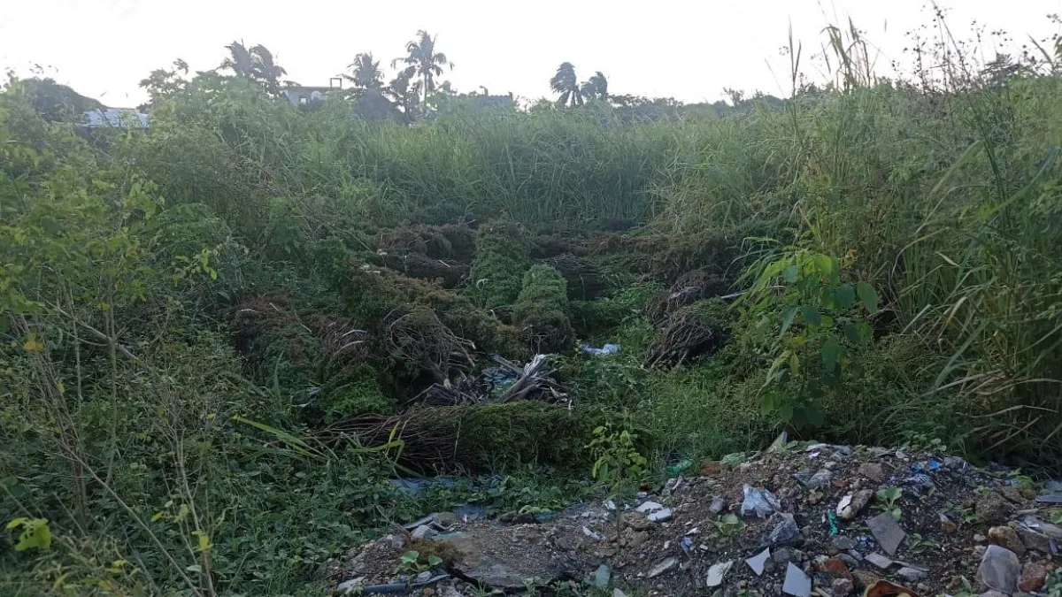 Denuncian desperdicio y daño ambiental por pinos navideños abandonados en Coatzacoalcos