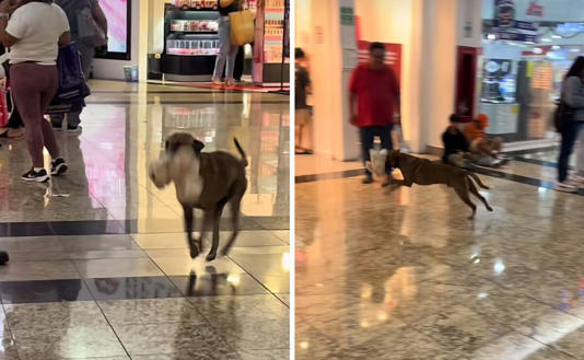 Perrito intenta robar peluche en plaza comercial de Yucatán y reacción de empleados causa ternura en TikTok