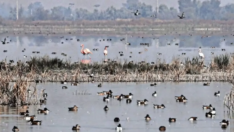 Flamencos rosados confirman recuperación ambiental del Lago de Texcoco