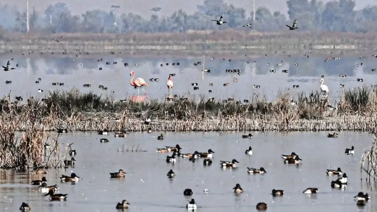 Flamencos rosados confirman recuperación ambiental del Lago de Texcoco