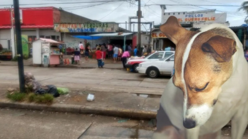 Denuncian envenenamiento masivo de perros en colonia de Coatzacoalcos