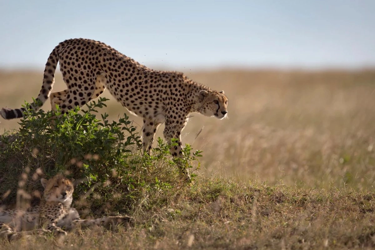 Banco de esperma de guepardos en Namibia, el recurso contra la extinción del animal terrestre más rápido