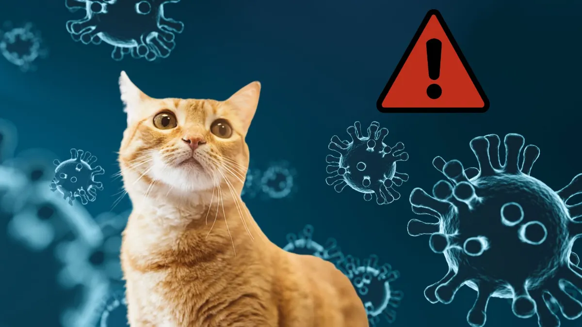 Alertan por virus mortal que ataca a los gatos: ¿qué es y cuáles son los síntomas?