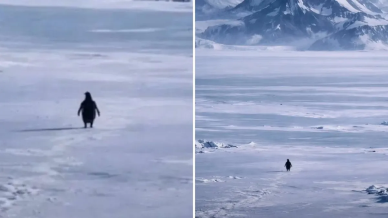 Pingüino nihilista, la historia detrás del video que se hizo viral