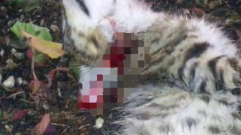 Alerta en Texistepec por felino desconocido que ataca a animales