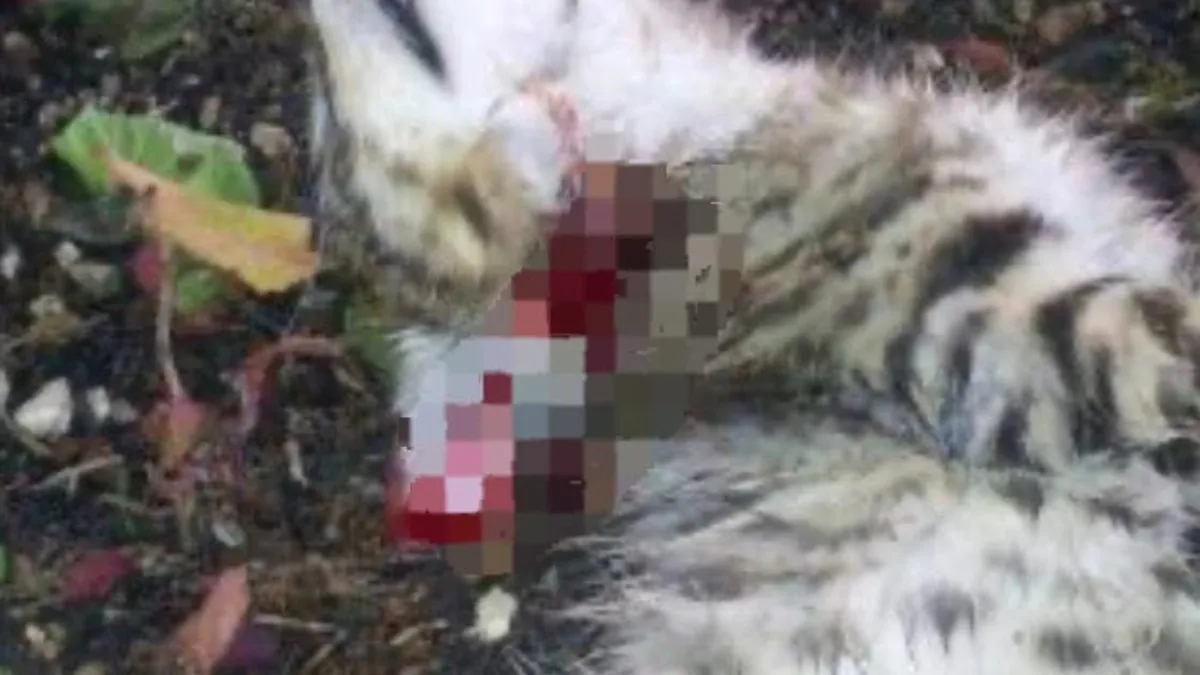 Alerta en Texistepec por felino desconocido que ataca a animales