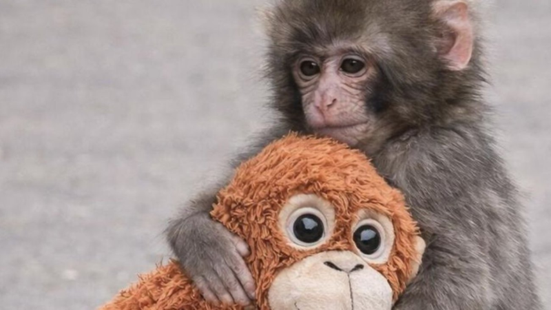 PETA exige trasladar al mono Punch, el macaco viral, a santuario