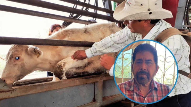 Gusano barrenador sigue presente en Agua Dulce, Asociación Ganadera descarta pérdidas