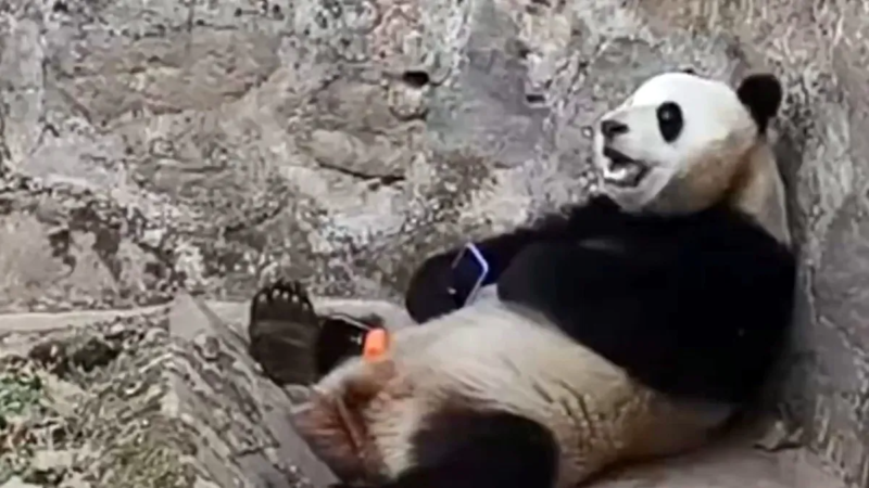 Panda se niega a devolver celular de un turista tras caer en su jaula