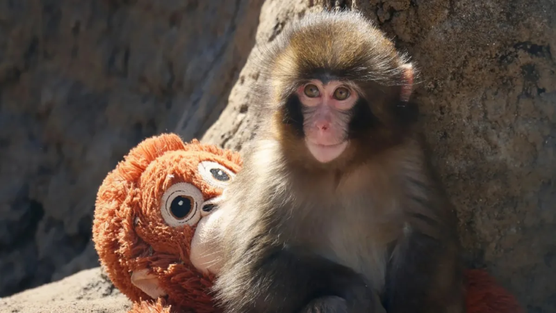 Punch, el mono que conmovió a internet: historia y controversia por posible maltrato animal