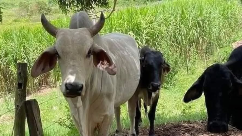 Invitan a ganaderos de Moloacán a taller sobre nutrición mineral del ganado