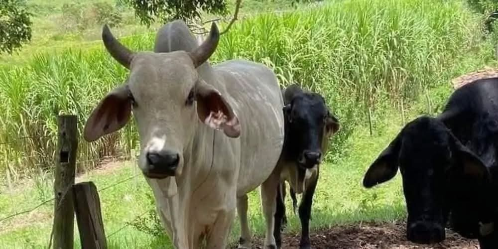 Invitan a ganaderos de Moloacán a taller sobre nutrición mineral del ganado