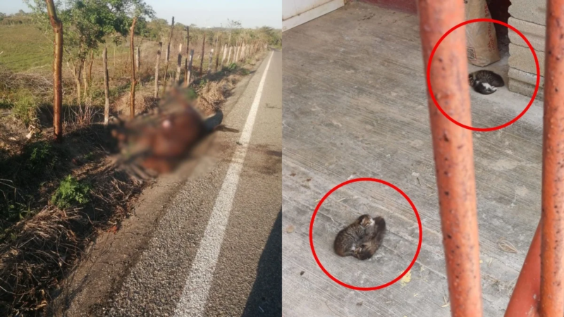 Maltrato y abandono de animales en Agua Dulce preocupa a vecinos y automovilistas