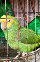 Vida Silvestre en riesgo: el llamado de Coatzacoalcos ante el tráfico ilegal y el cambio climático