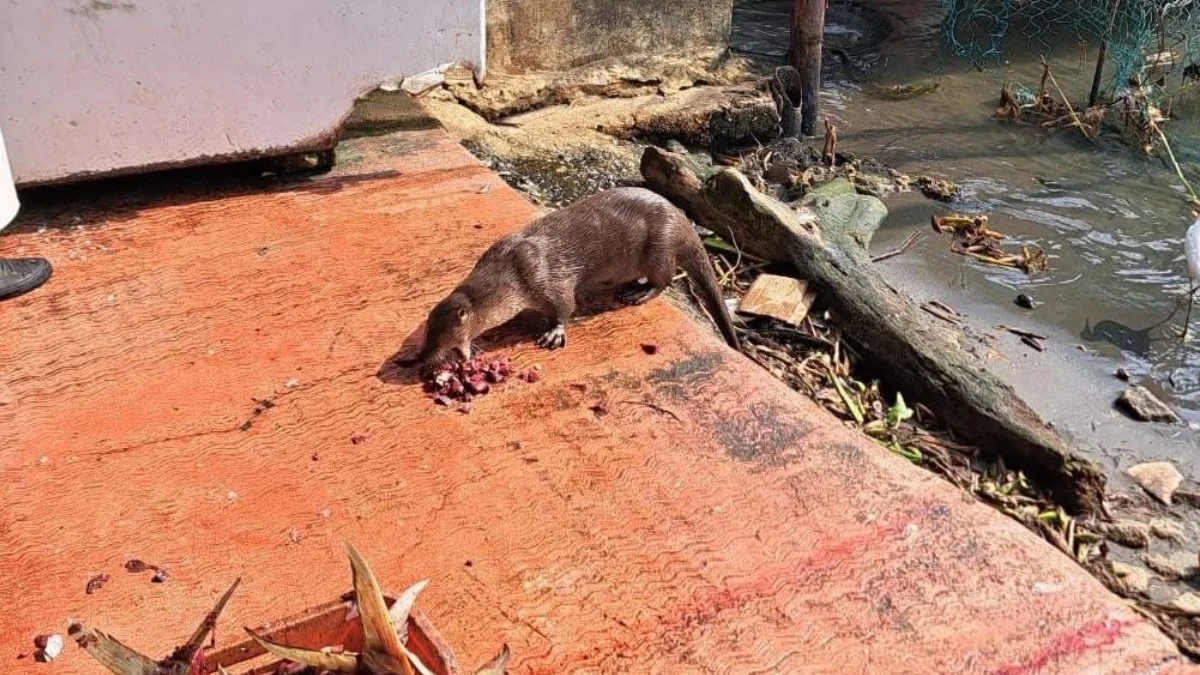 Nutria, cliente frecuente del mercado de mariscos en Coatzacoalcos