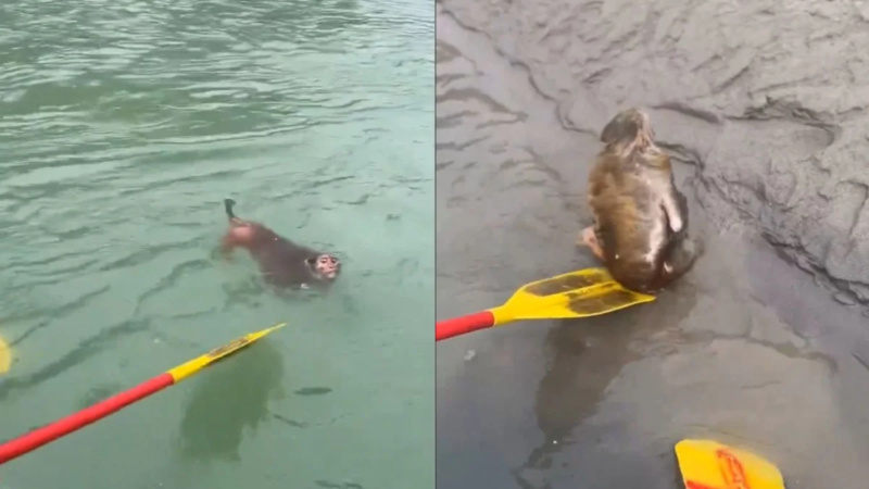 Mono se hace viral tras ser rescatado de la corriente de un río en la India