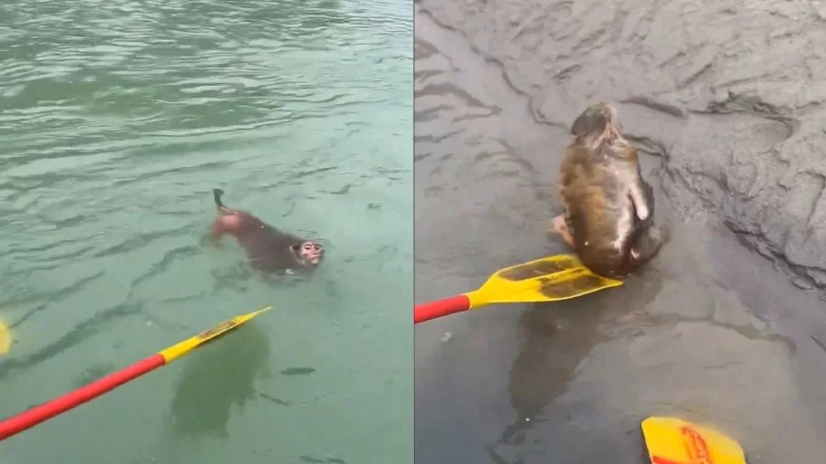 Mono se hace viral tras ser rescatado de la corriente de un río en la India