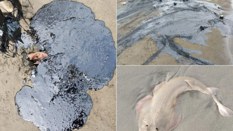 Zapotitlán, la zona más crítica tras derrame de hidrocarburo en Tatahuicapan