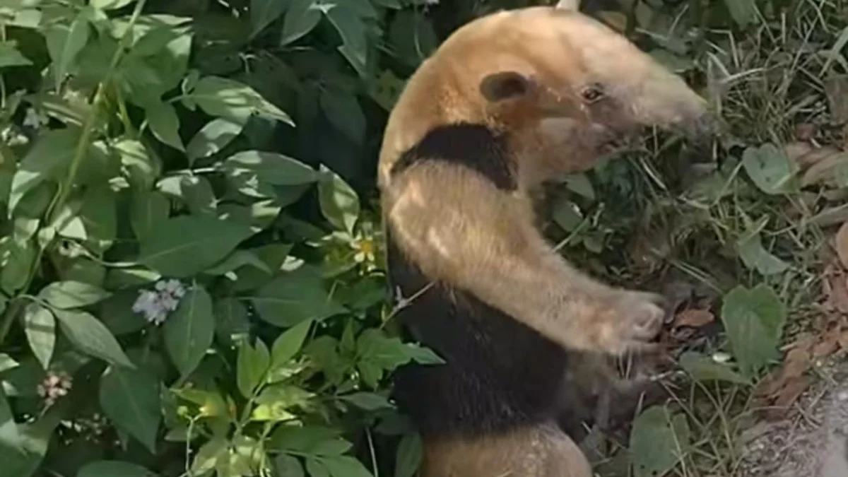 Alertan por caza de fauna silvestre en Moloacán; temen desaparición de especies