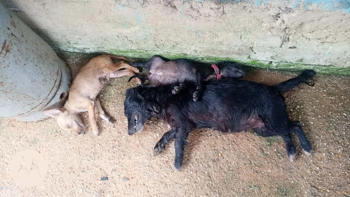 Denuncian envenenamiento de perros en Sayula de Alemán