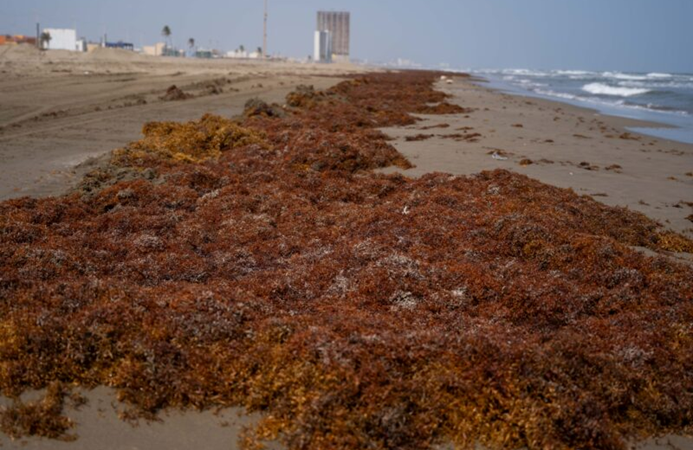 La playa ahora es marrón