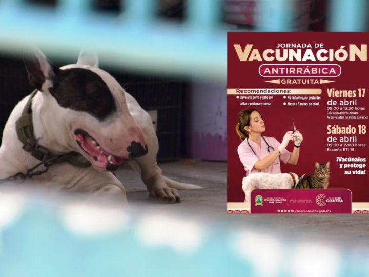 Protege a tu mascota: Anuncian en Coatzacoalcos Jornada de Vacunación antirrábica | Lugar y fechas