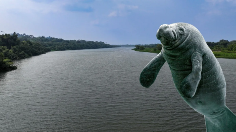Detectan manatíes en el río Uxpanapa y refuerzan medidas de protección