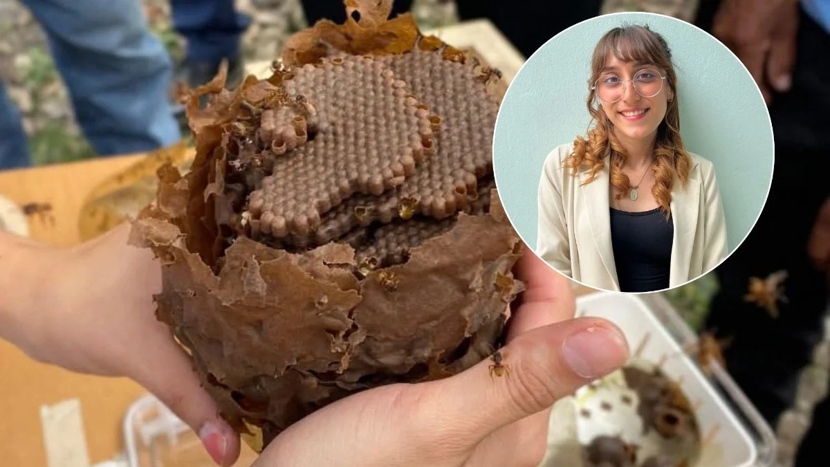 Buscan regular precio de la miel en Veracruz; impulsan marca para productores