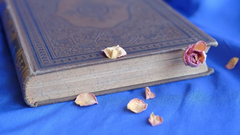 Día Mundial del libro: por qué se celebra y se entrega una rosa