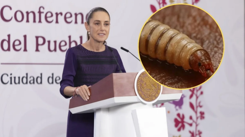 Sheinbaum destaca cooperación con EUA para frenar el gusano barrenador y reanudar exportación ganadera