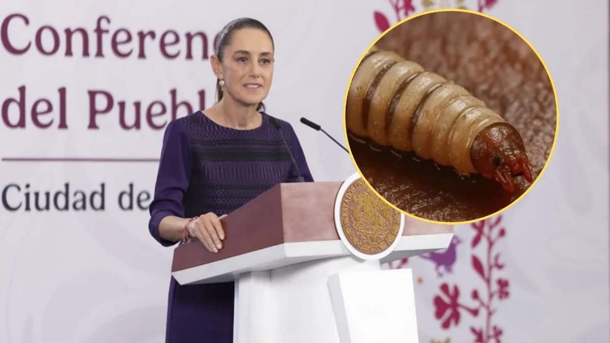 Sheinbaum destaca cooperación con EUA para frenar el gusano barrenador y reanudar exportación ganadera