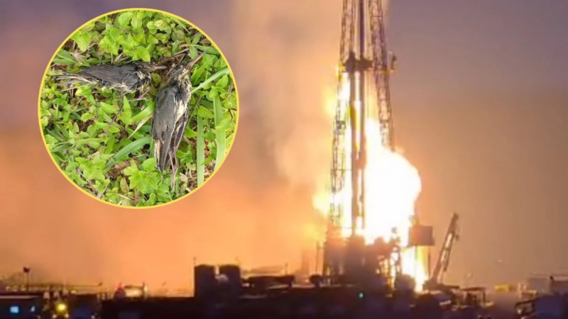 Reportan mortandad de aves y afectaciones ambientales en zona del pozo Krem-1EXP en Las Choapas