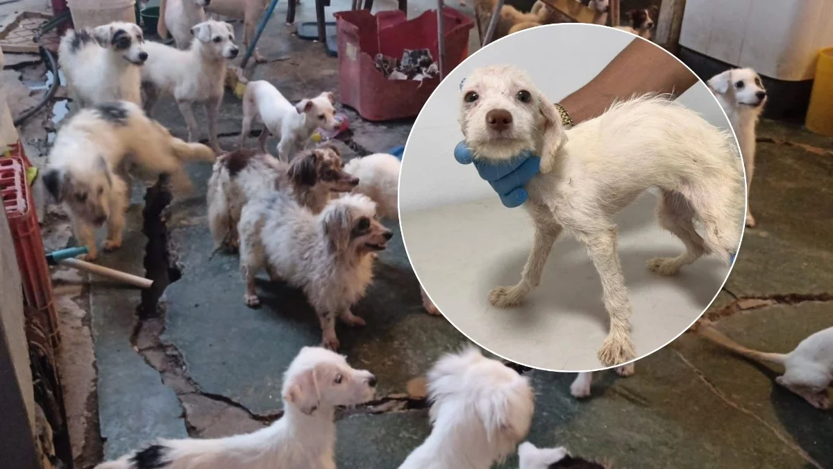 Después del rescate, así atienden a los 42 perros hallados en condiciones deplorables en Coatzacoalcos