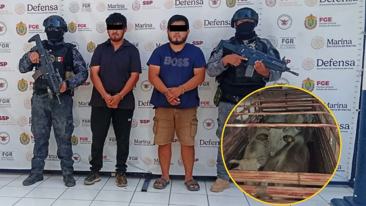 Detienen a sospechosos de abigeato cuando transportaban ganado sin documentos
