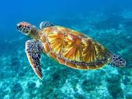 Tortugas marinas en peligro: estas son las multas y penas por destruir nidos en México