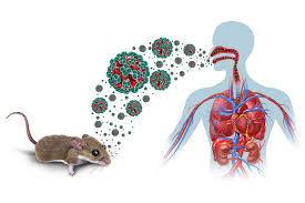 España confirma un segundo caso positivo por hantavirus