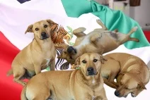 ¿Tienes un lomito raza caramelo? Estas son las señales para identificarlo en casa