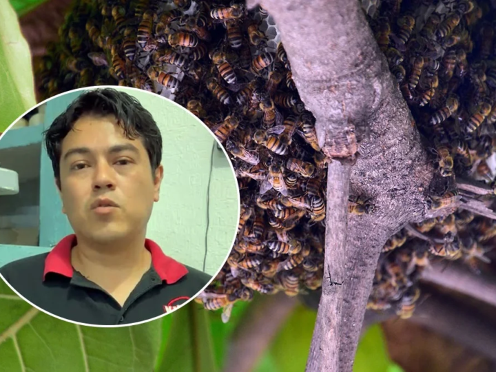 Abejas africanizadas: el riesgo detrás de los enjambres reportados en Coatzacoalcos