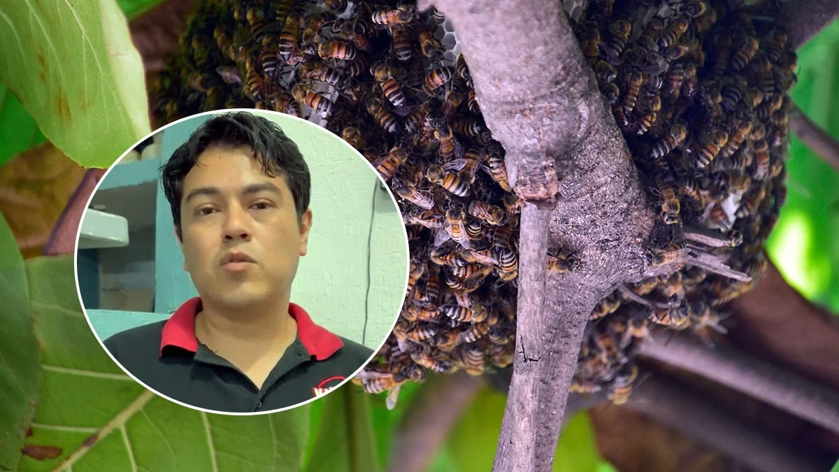 Abejas africanizadas: el riesgo detrás de los enjambres reportados en Coatzacoalcos