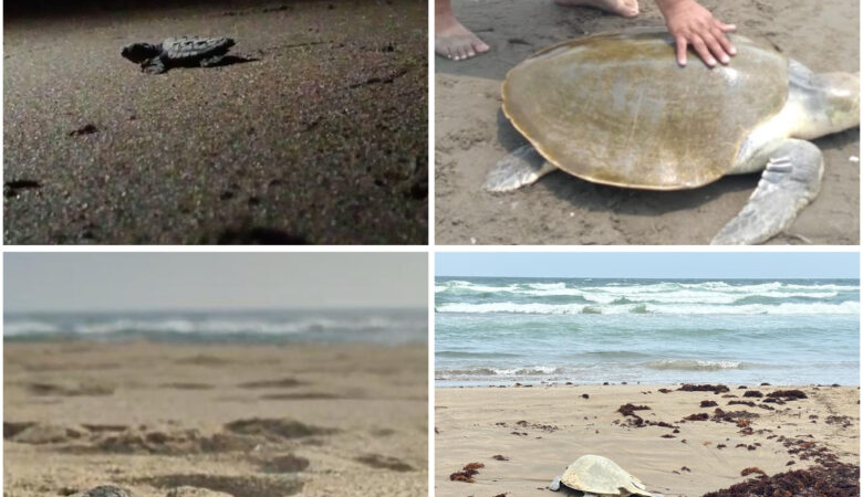 Se debe fortalecer el trabajo de protección de la playa en Coatzacoalcos para garantizar seguridad de la tortuga marina: Ecólogo