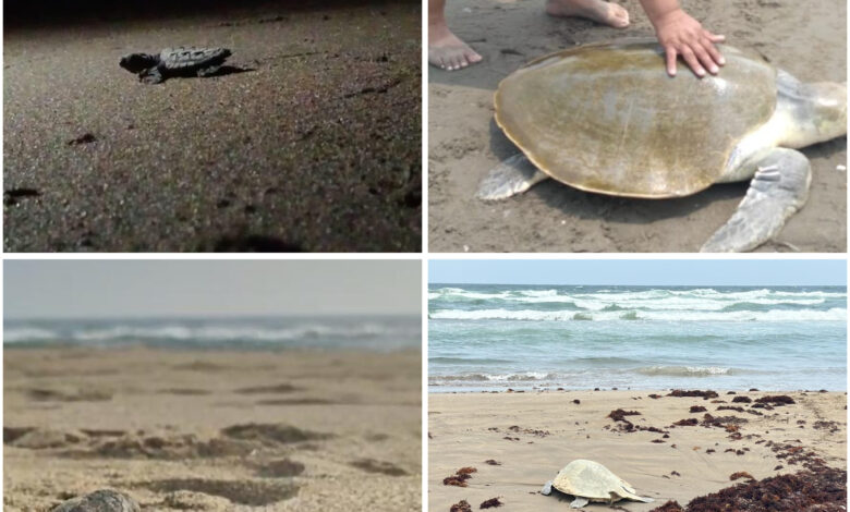 Se debe fortalecer el trabajo de protección de la playa en Coatzacoalcos para garantizar seguridad de la tortuga marina: Ecólogo