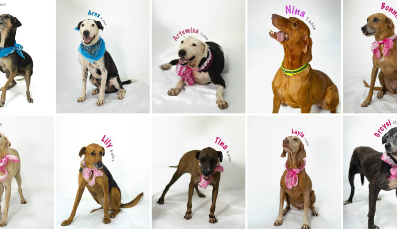 Centro de Control Animal tiene 13 perros para adopción, son 11 hembras y dos machos que fueron rescatados de maltrato