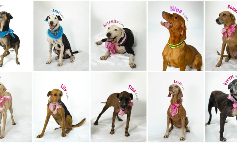 Centro de Control Animal tiene 13 perros para adopción, son 11 hembras y dos machos que fueron rescatados de maltrato