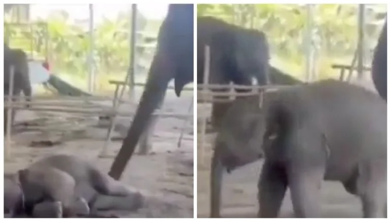 “5 minutos más”: Madre elefanta intenta despertar a su hijo y enternece a las redes 